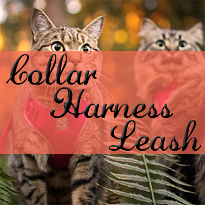 Collar, Harness & Leash