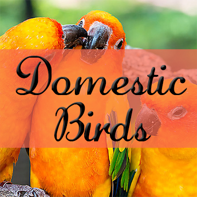 Domestic Birds