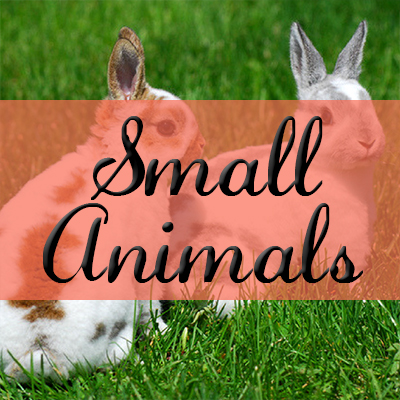 Small Animals