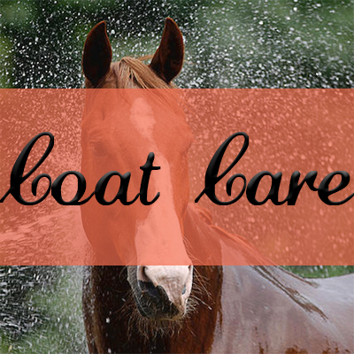 Horse Coat Care