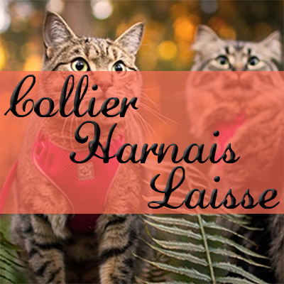 Collier, Harnais & Laisse