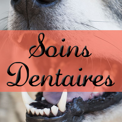 Soins Dentaires
