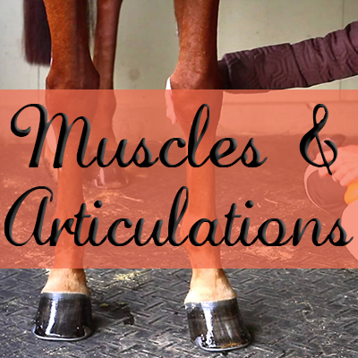 Soins des Muscles & Articulations
