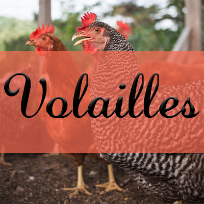 Volailles