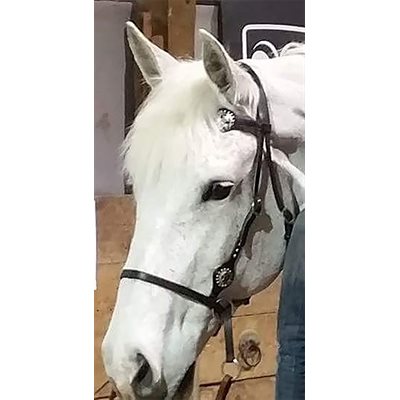 Nurtural Horse Elite Western Bridle - Black