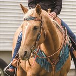 Country Legend Gator & Feathers Browband Headstall - Golden & Turquoise