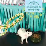 Ensemble d'Accessoires Oxbow Enriched Life pour Rat