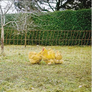 Electrifiable Poultry Netting